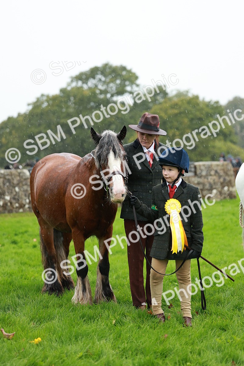 SBM_34960 - S10 - Best In Hand Horse & Pony