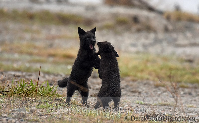 Vulpes Vulpes Rare Wild Black Fox Kits at Play - Mammals, Reptiles & Amphibians