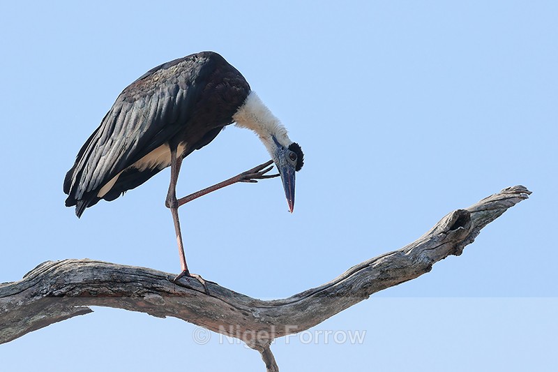 Asian Woolly-necked Stork scratching, Bandhavgarh National Park, India - Asian Woolly-necked Stork
