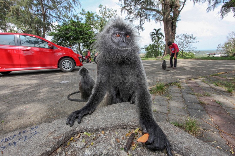 A silver leaf monkeys picking through a street venders sheet in Kuala - Urban Wildlife, Kuala Lumpur - Malaysia