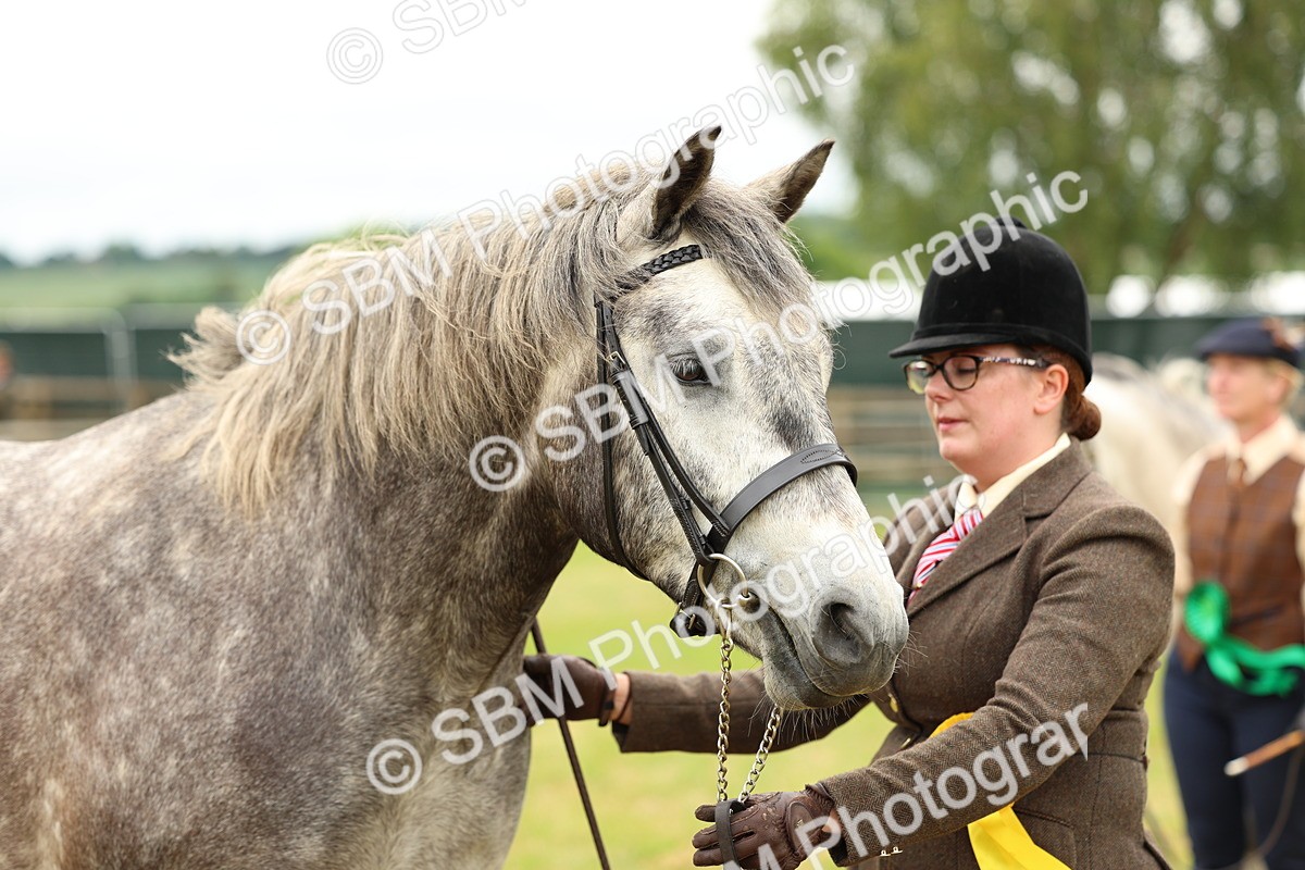 SBM_04101 - Class 64-67 - Shetland Pony In Hand