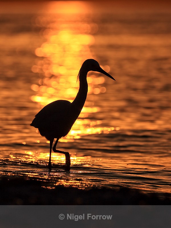Snowy Egret silhouette, Sanibel Island, Florida - Snowy Egret