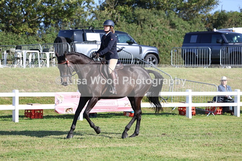 3E7A5352 - Class 2: Rising Star Large Hack/Riding Horse