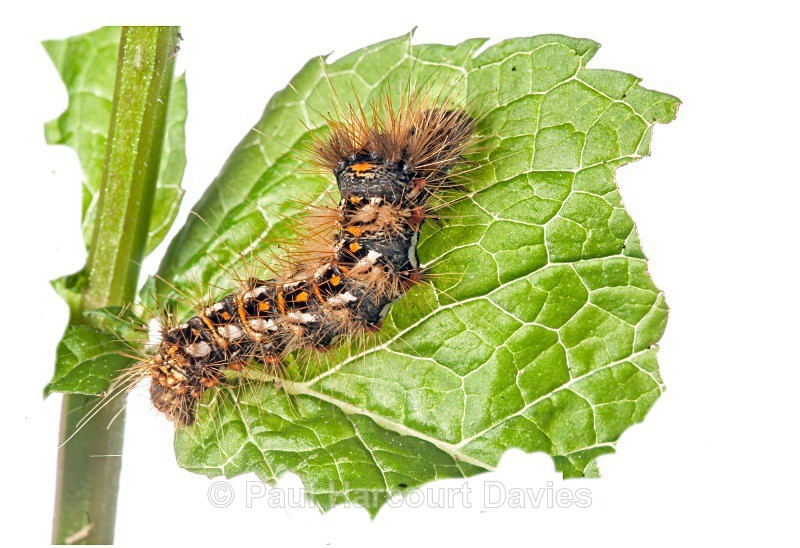 Knot Grass (Acronicta rumicis) - Small Creatures - WB