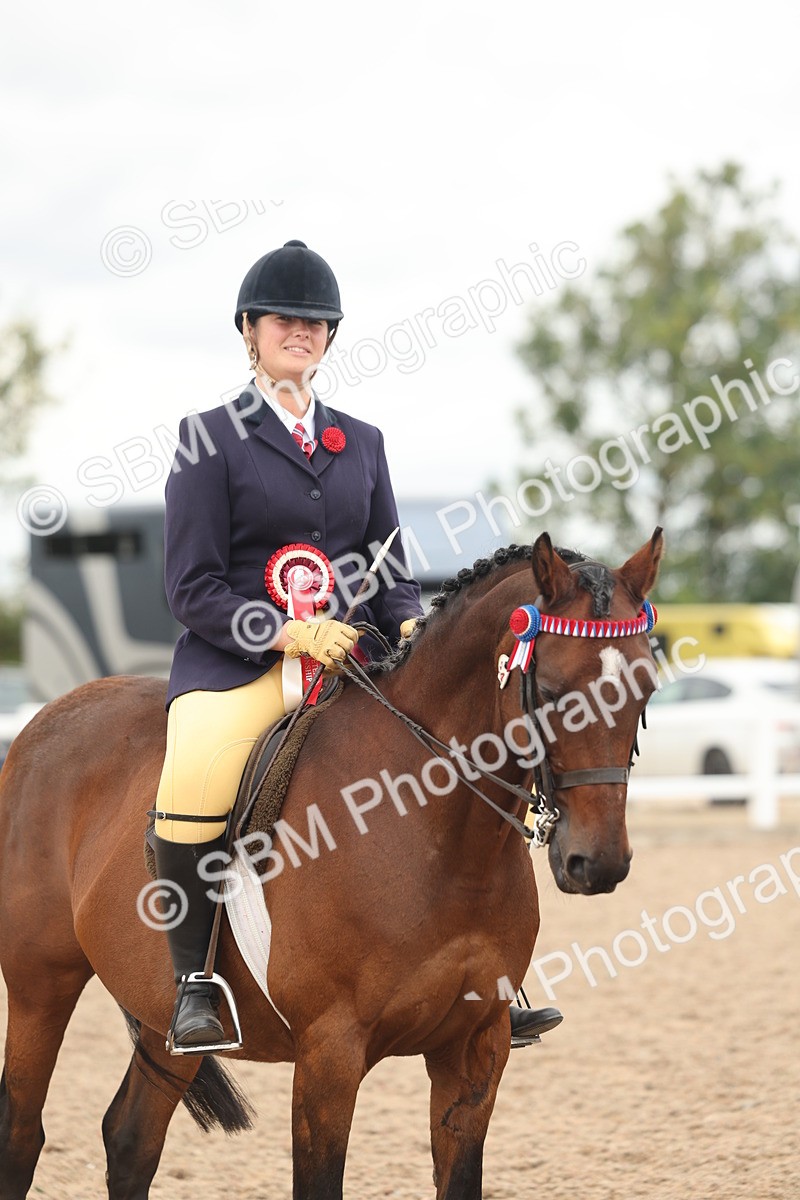 SBM_16072 - Class 311 - Ridden Show pony-Show hunter Pony