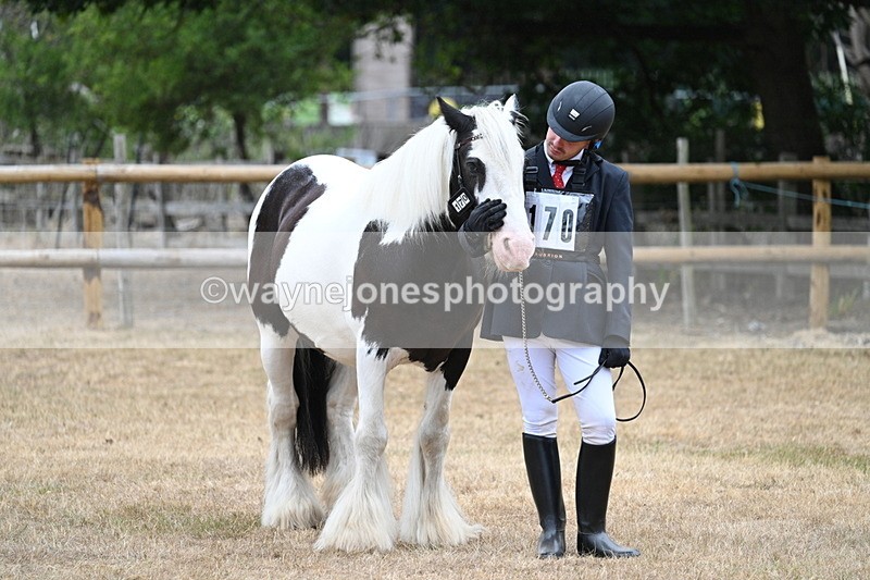 WJ7_9560 - Class 5 Most Handsome Gelding (up to 14.2hh)