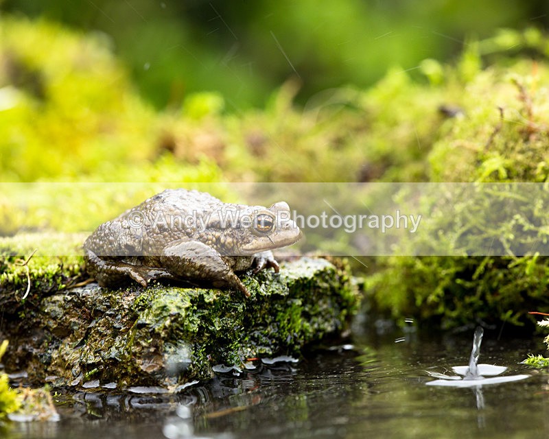20140405-3K8A0002 - Frogs & Toads