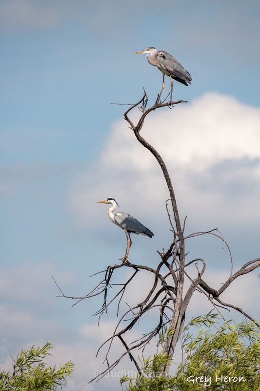  - South Africa Birds and Mammals