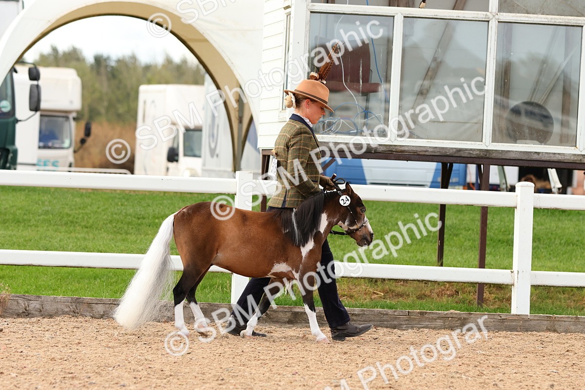 SBM_10262 - Class 206 - IH Non Show Type Pony