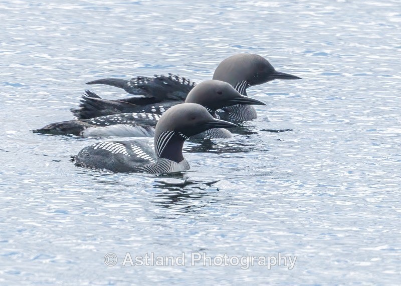 Black-throated Diver - Latest Images