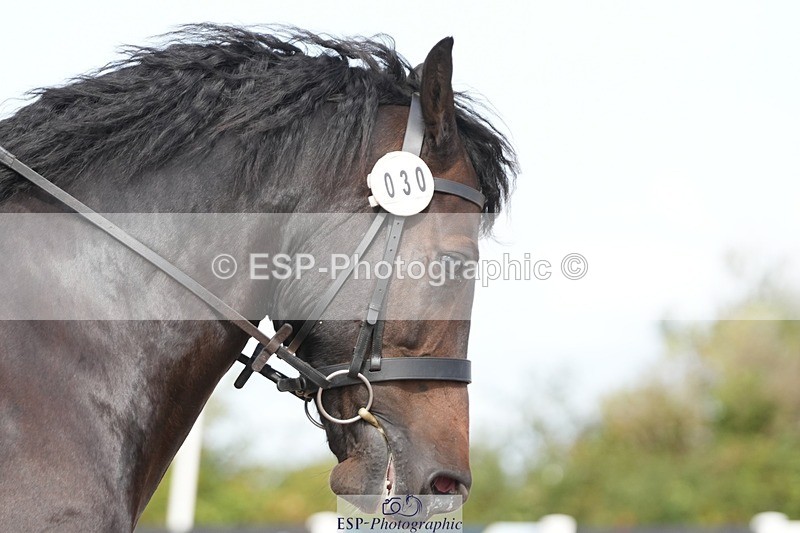 250906-111233-01958 - 030-Rebecca.Ezra.-.HamMaesmynach.Mr.Sam