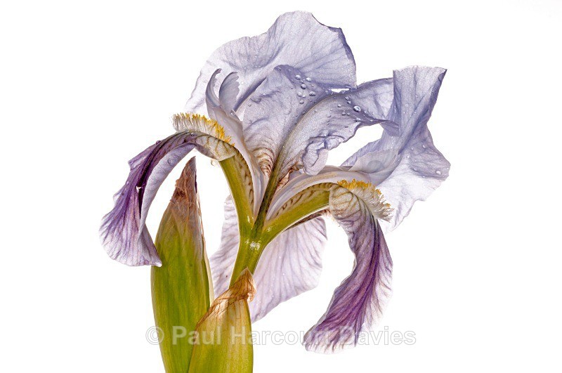 Twin-flowered Iris (Iris bicapitata) - Plants - WB