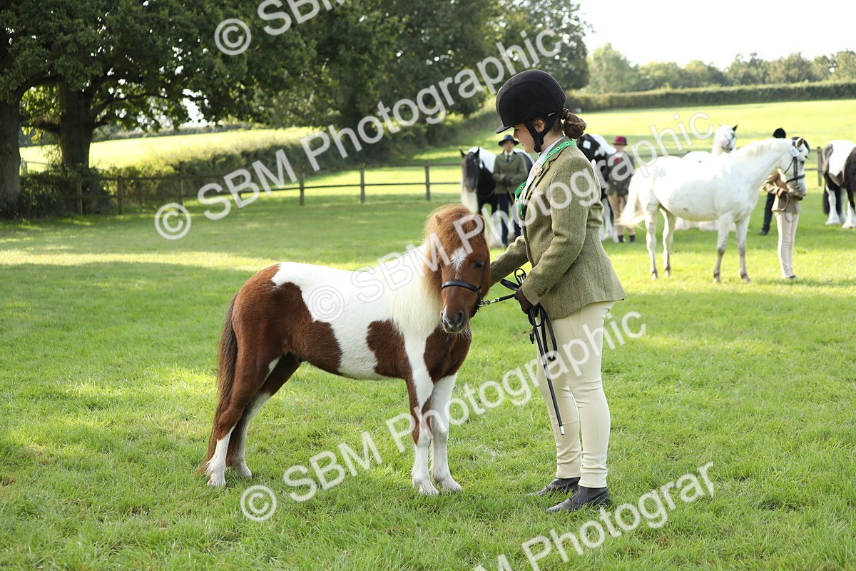 SBM_60950 - S43 - Coloured Pony In Hand