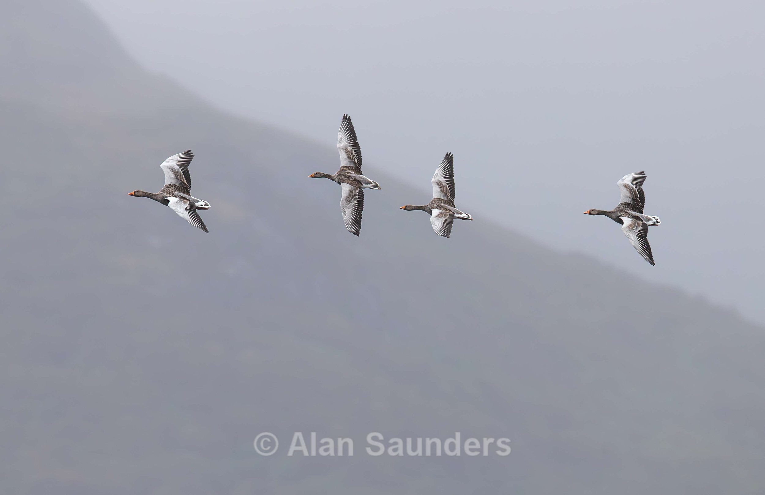 Greylag Goose 5