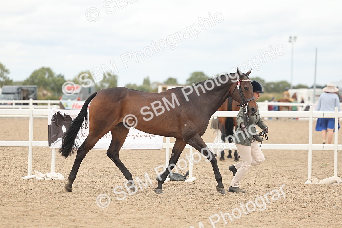 SBM_17072 - Class 313 - IH Retired Racehorse