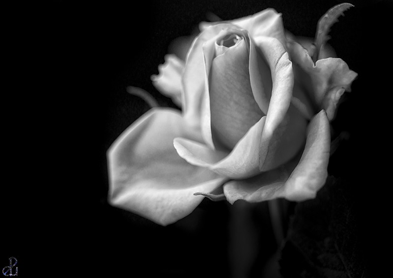 Flower photography by Diana Uzun