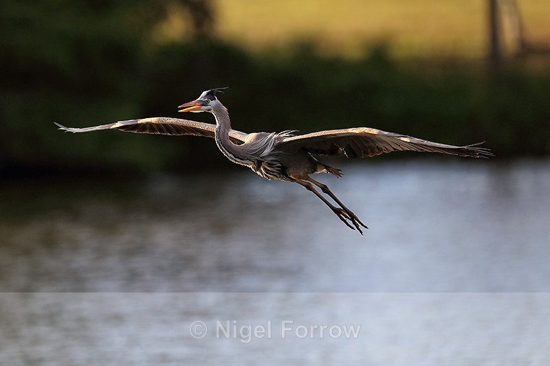 Great Blue Heron gliding approach, Venice Rookery, Florida - Great Blue Heron