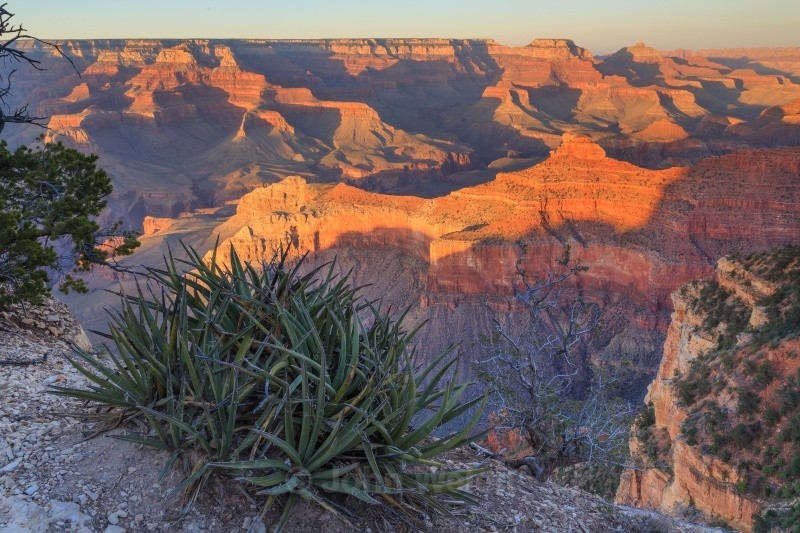 Alpenglow and Agave - Arizona