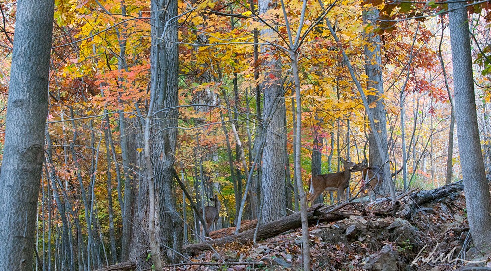 _WDB3163 - Trees