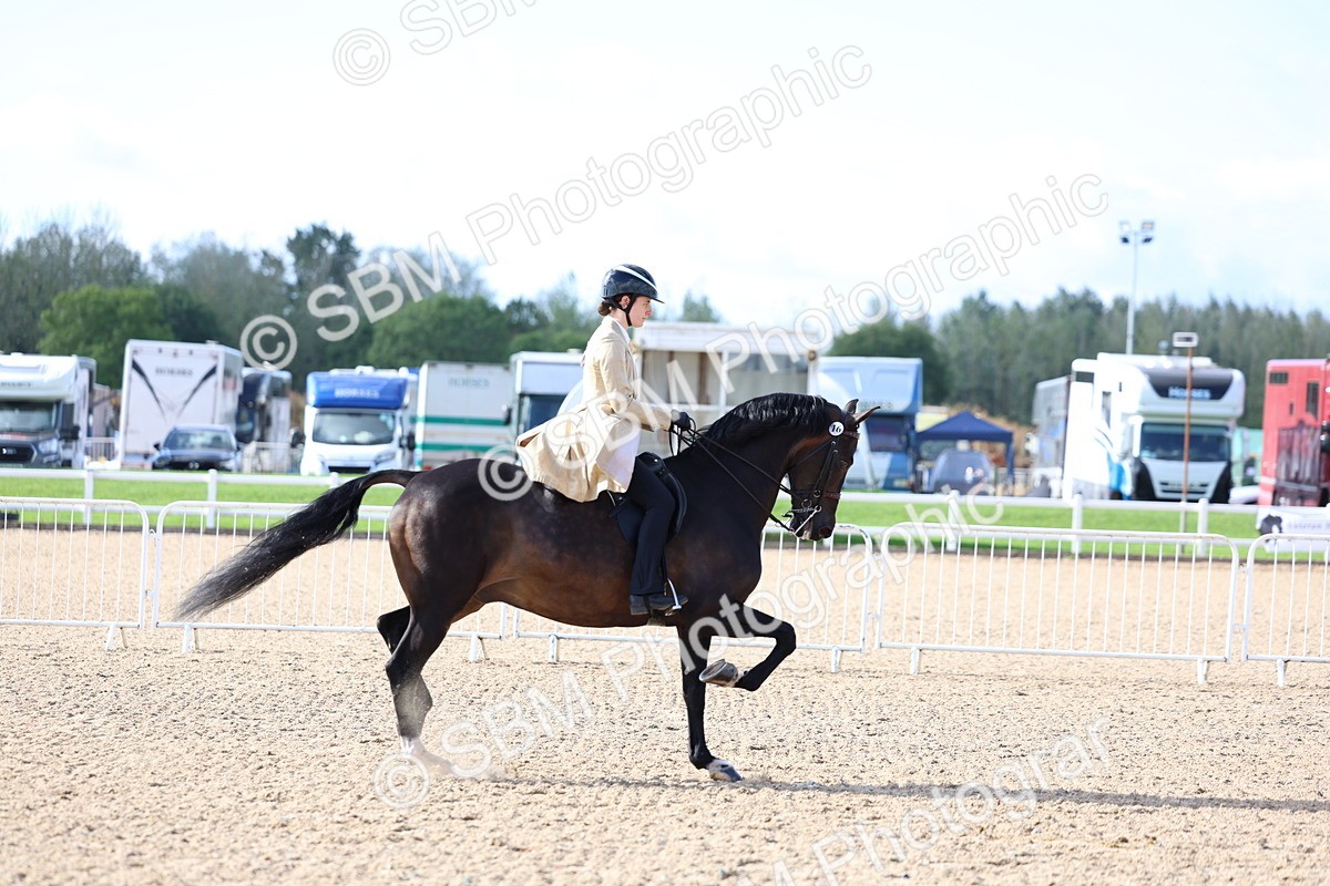 SBM_09154 - Class 303 - Ridden Pure Bred Horse Pony