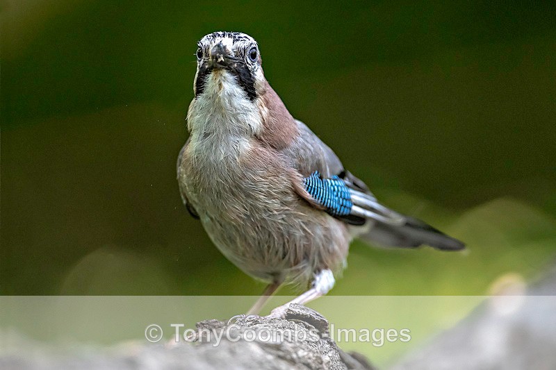 Jay  (juv) - Macin National Park