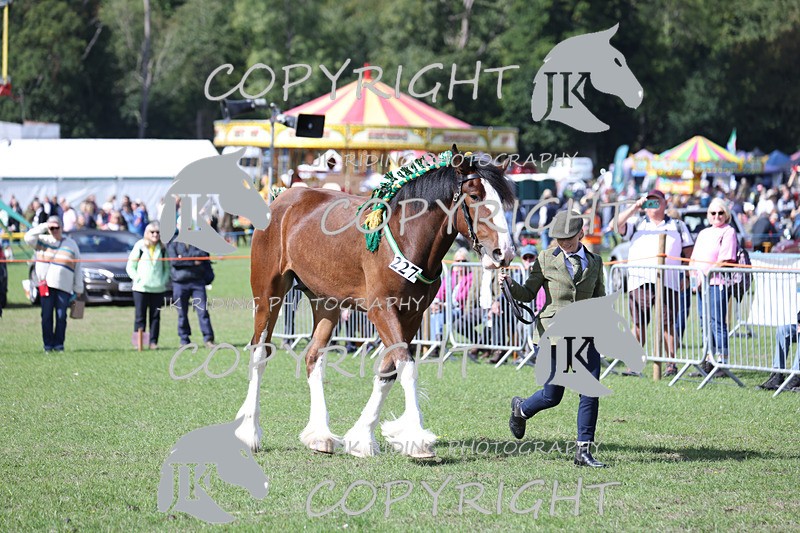 APP_3203 - Class 3 Youngstock