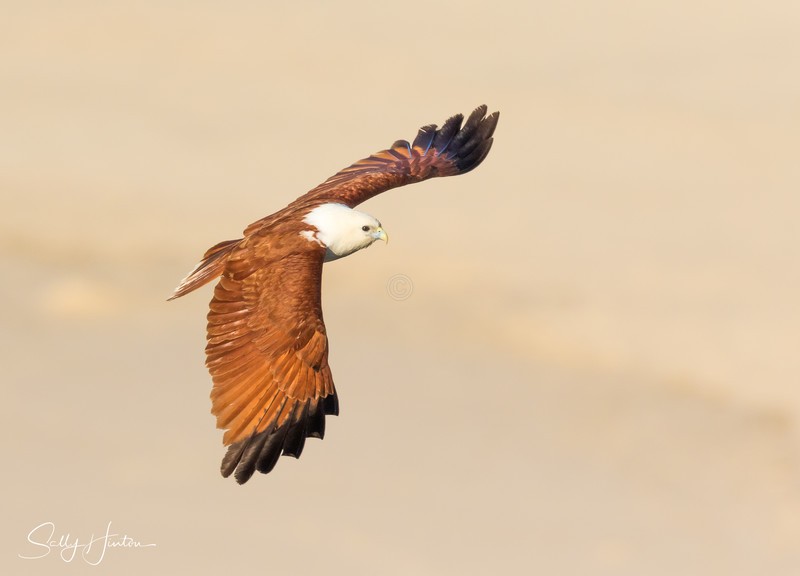 Brahminy Kite 6