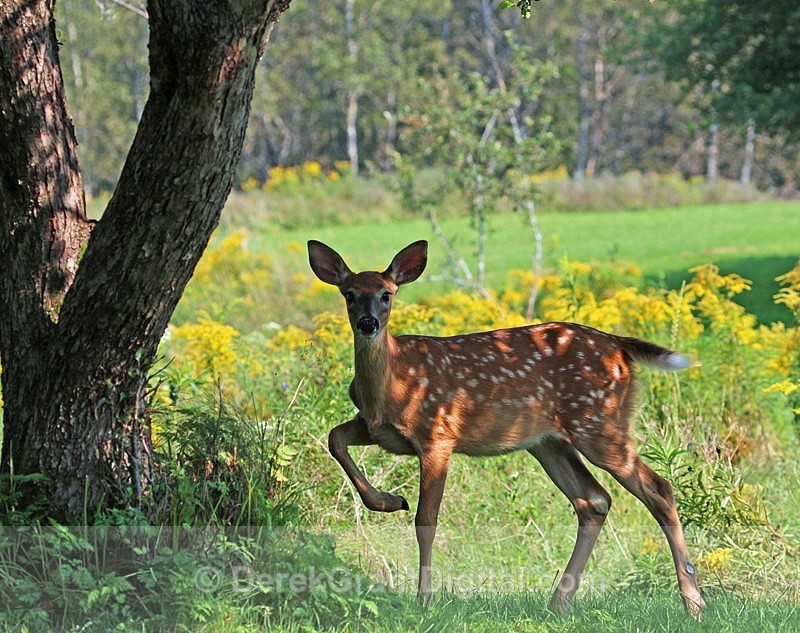 Stompin' Fawn - Mammals, Reptiles & Amphibians