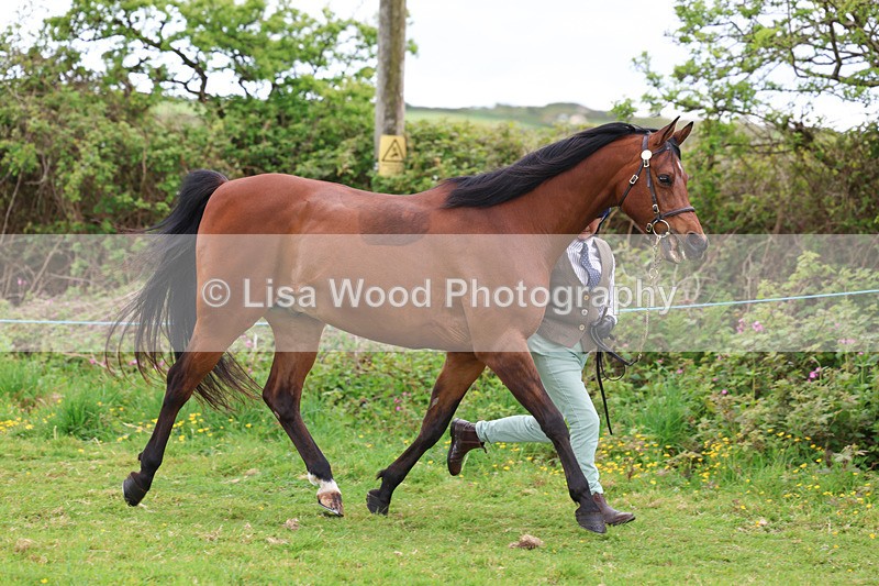 3E7A0773 - In Hand Championship