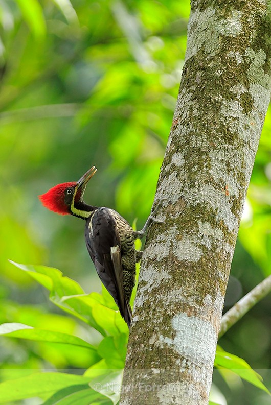 Lineated Woodpecker (male) perched on a tree trunk at Leaves & Lizards - Lineated Woodpecker