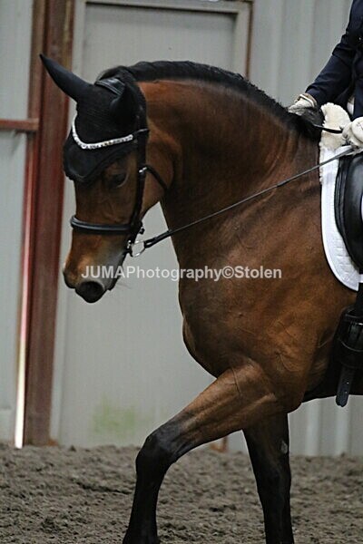 SIAL4889 - CAbin Dressage 5th july 2025