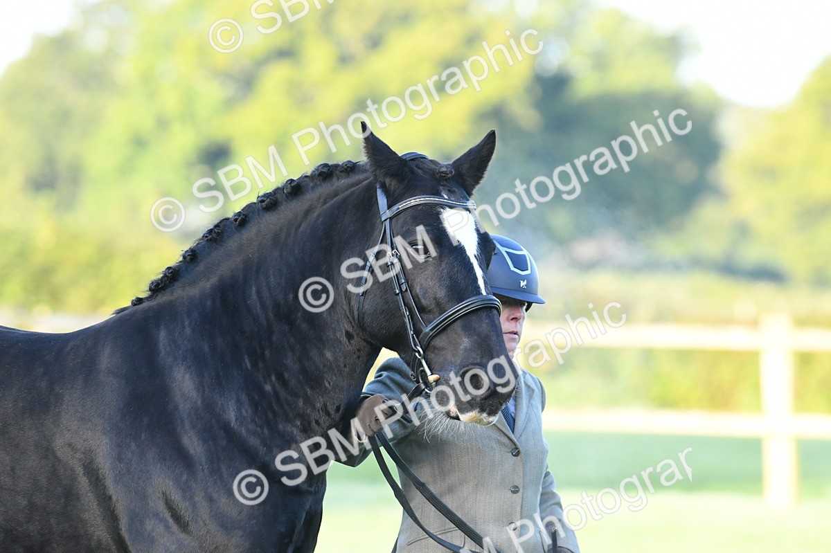 SBM_32431 - S15 - Condition & Turnout In Hand