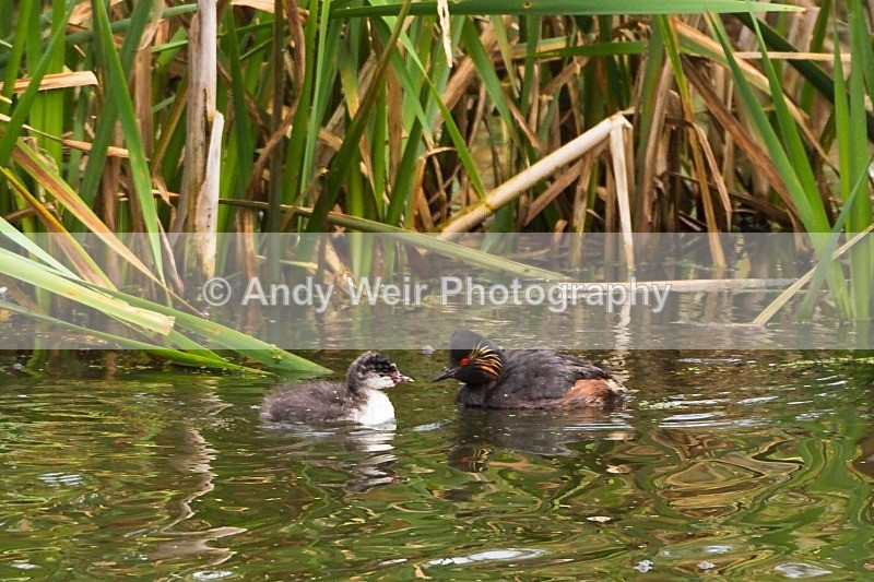 20120714-_MG_0329 - Black-necked Grebe