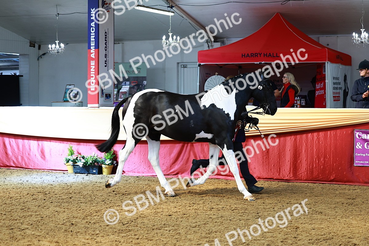 SBM_23304 - Class 903 - Supreme Final - IH Pre Vet