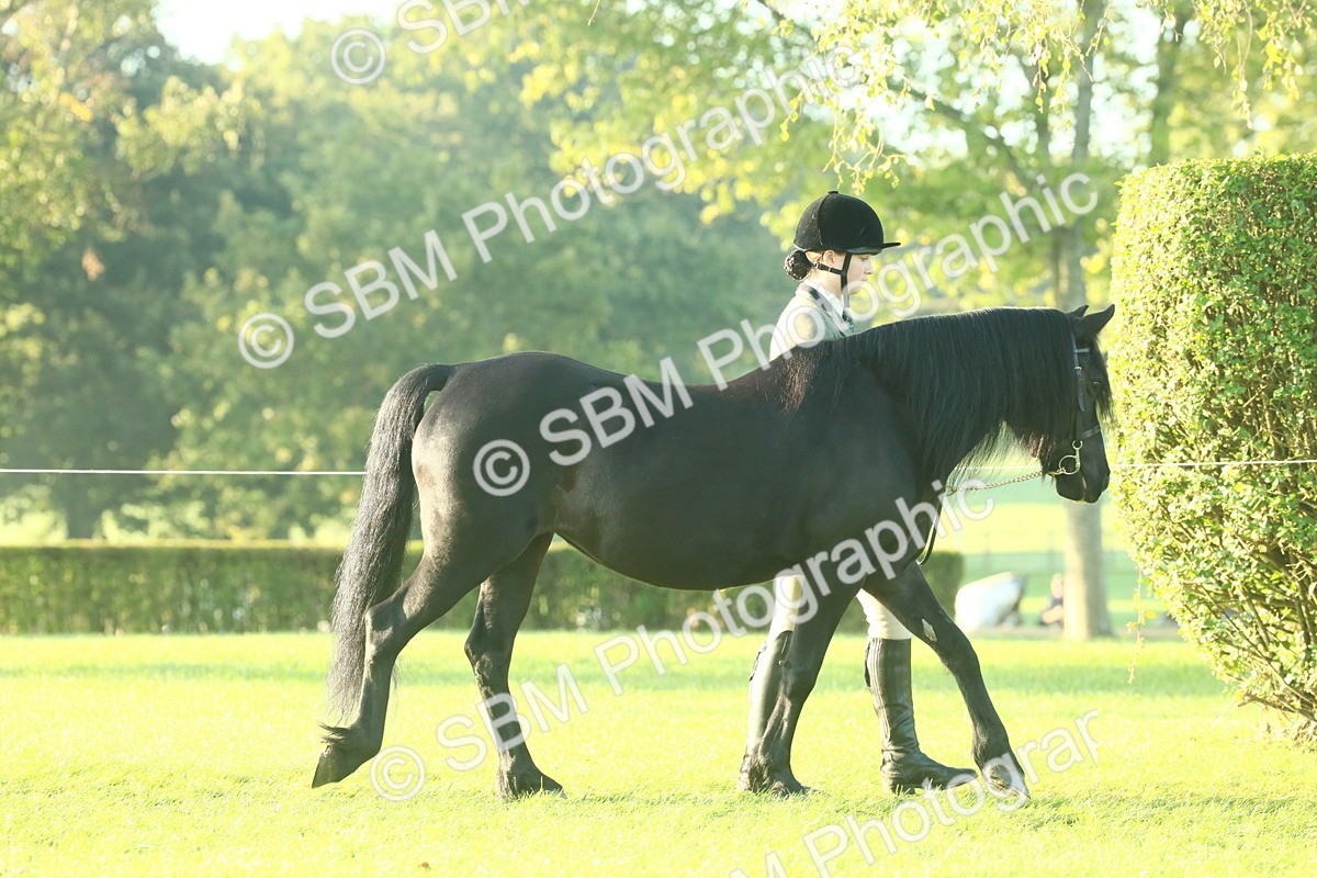 SBM_57308 - S37 - Starters In Hand Showing