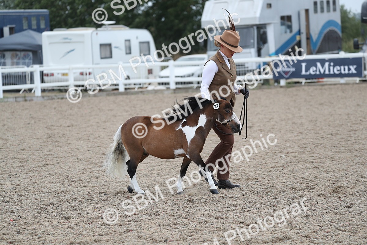 SBM_17869 - Class 317 IH Pure bred Horse/Pony