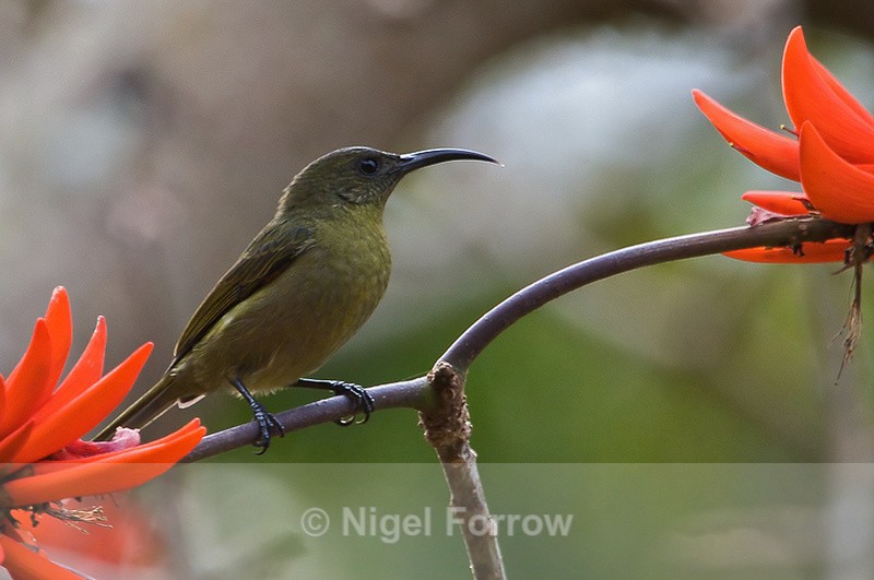 Olive Sunbird perched on a branch by some orange flowers - Olive Sunbird