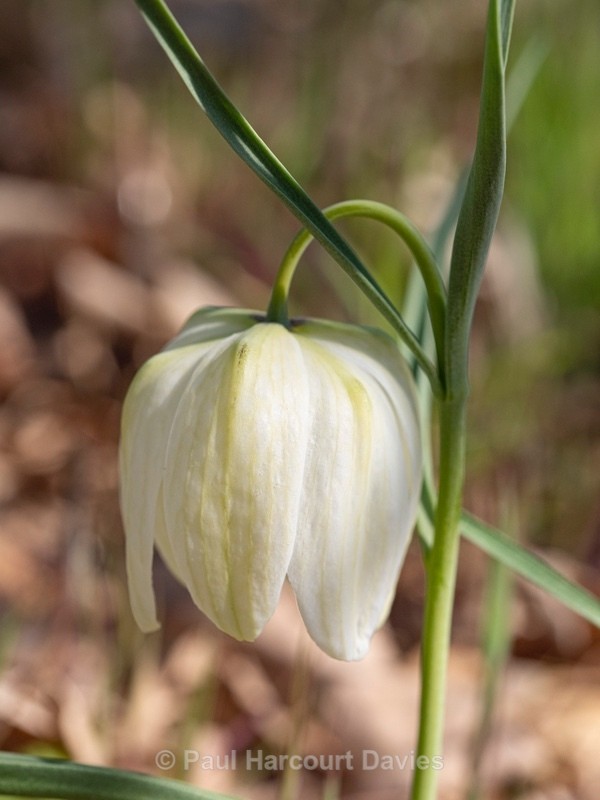 Snakeshead fitillary ( Fritillaria meleagris) - Flower Portraits