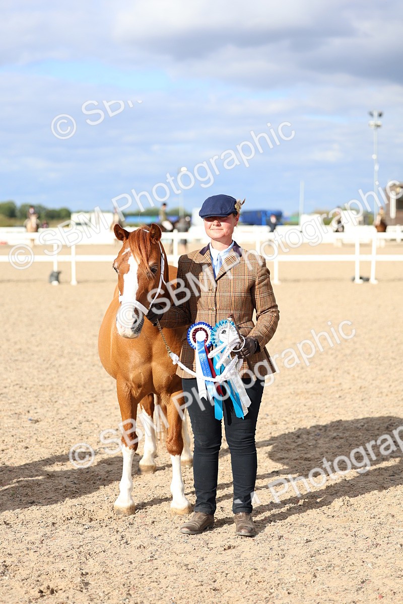 SBM_18786 - Class 317 - IH Pure Bred Horse-Pony