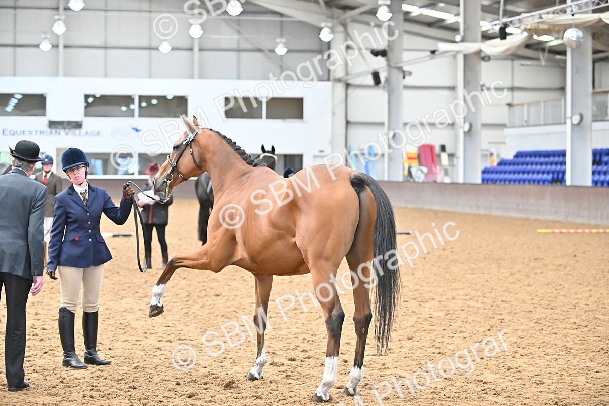 SBM_000246 - Class 7 - ROR Tattersalls In Hand