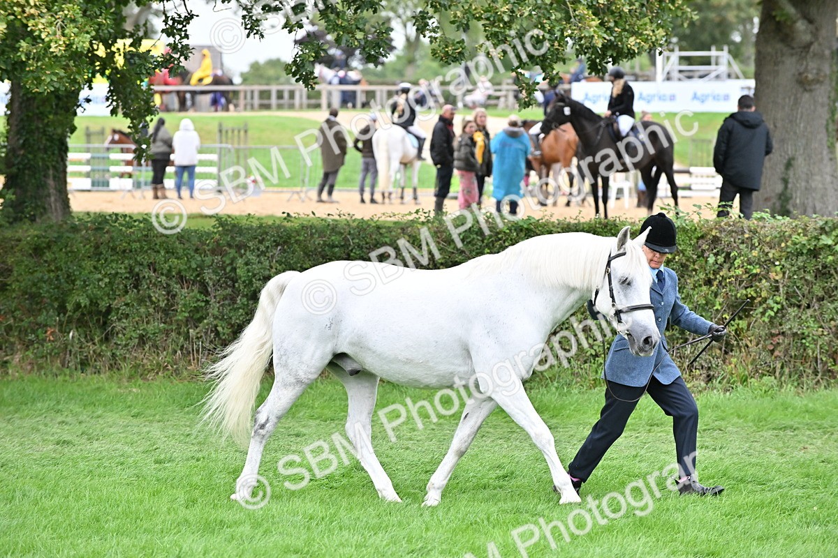 SBM_63287 - S49 - Mountain & Moorland In Hand Large Breeds