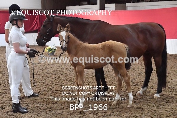 BPP_1966 - AFTERNOON 12.30 - 3.30PM