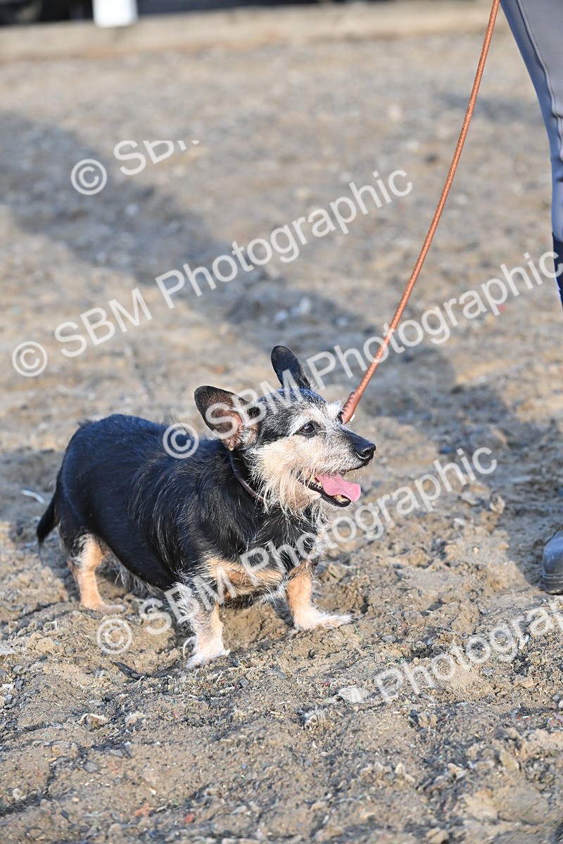 SBM_09485 - Lorry Dogs
