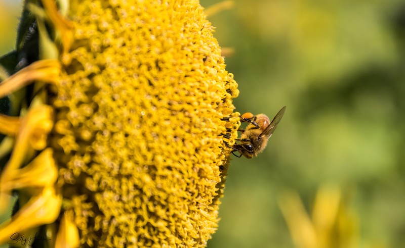 Sunflower and Bee 26