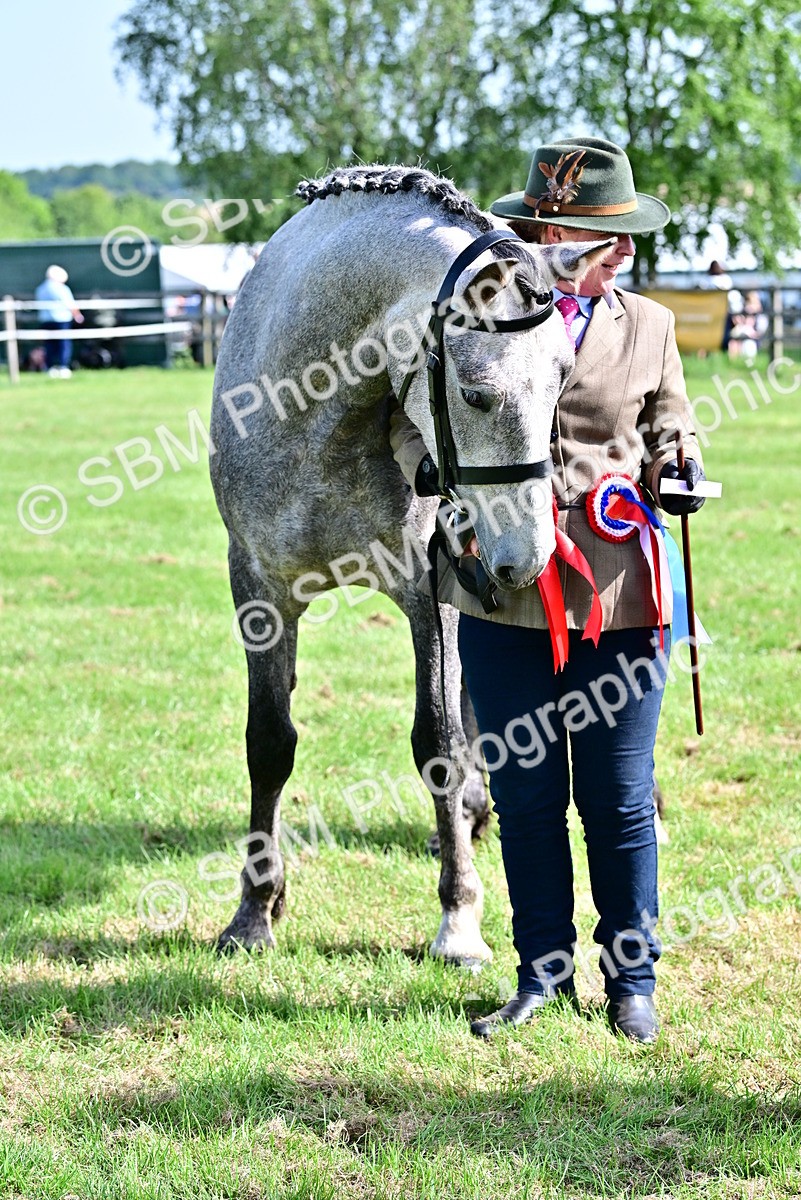 SBM_03360 - Class 50 - 54 Light Horse Breeding