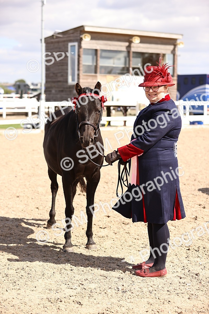 SBM_14326 - Class 411 - Prettiest Mare (IH OR Ridden) Adult
