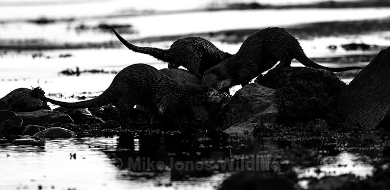 Mum and two Otter Cubs, Isle of Mull, Scotland - ISLE OF MULL WILDLIFE, Wildlife images from the Inner Hebrides