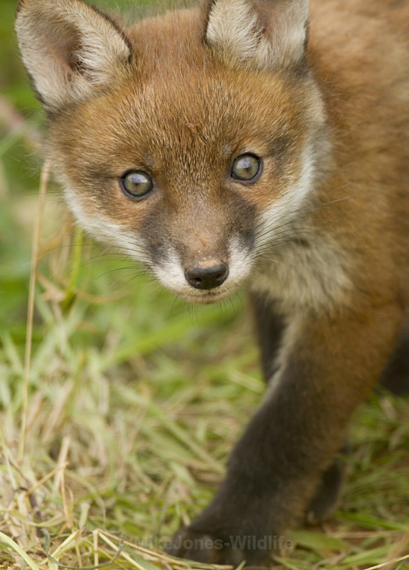 RED FOX CUB/ REF RFC 4 - FOX CUB GALLERY