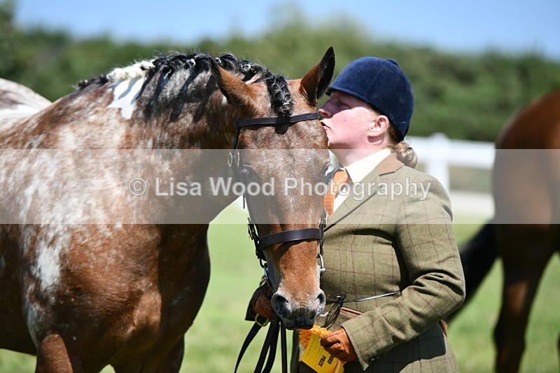 DSC_6859 - Class 57: Hunter/Riding Horse/Hack 1, 2 & 3 yr olds