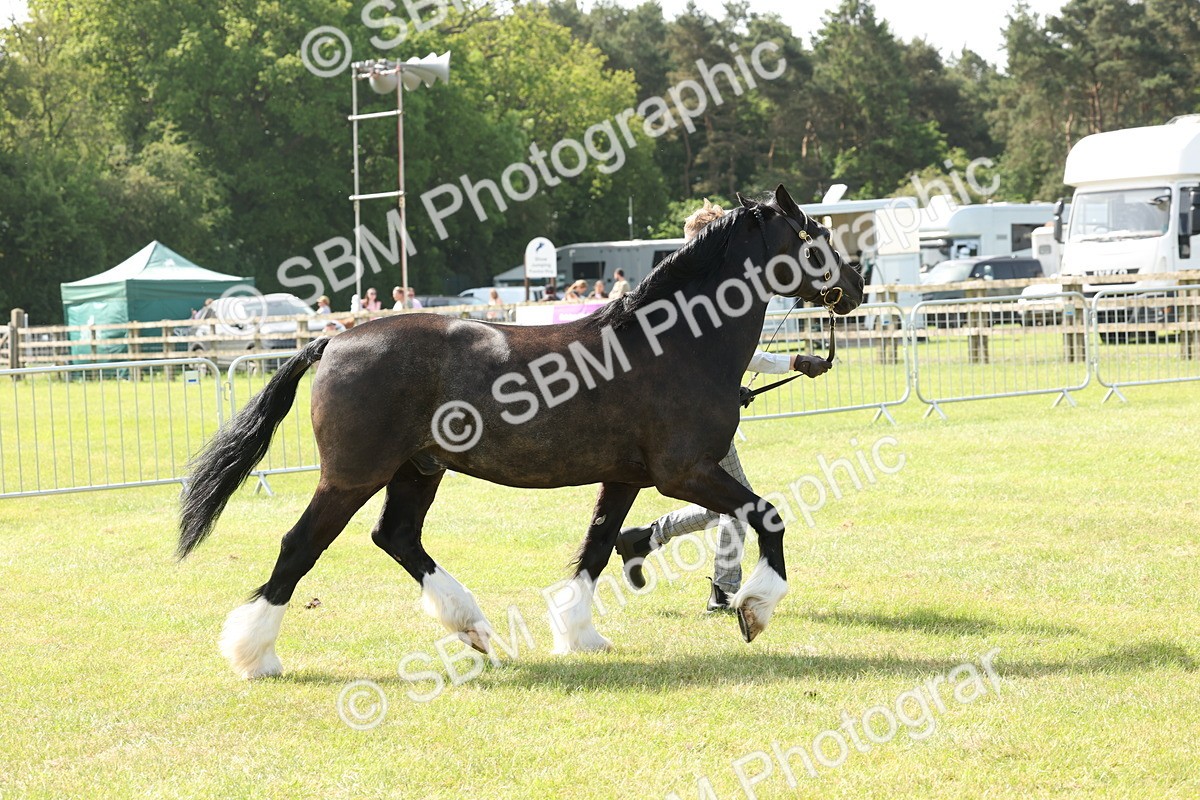 SBM_02296 - Class 6-13 - Mountatin and Moorland In Hand Welsh Breeds